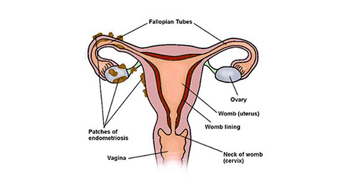 Cervix: Anatomy, Function, Changes & Conditions